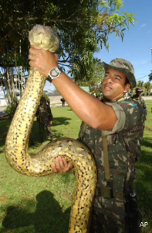 Gleiches-gilt-fuer-die-meist-noch-massigere-bis-zu-200-Kilogramm-schwere-Anakonda