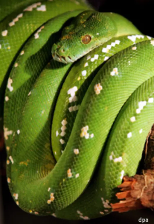 Atmet-das-Opfer-aus-zieht-die-Schlange-die-Schlinge-fester-zu-Meist-stirbt-die-Beute-schliesslich-durch-Kreislaufversagen-weil-das-venoese-Blut-nicht-zum-Herzen-zurueckfliessen-kann