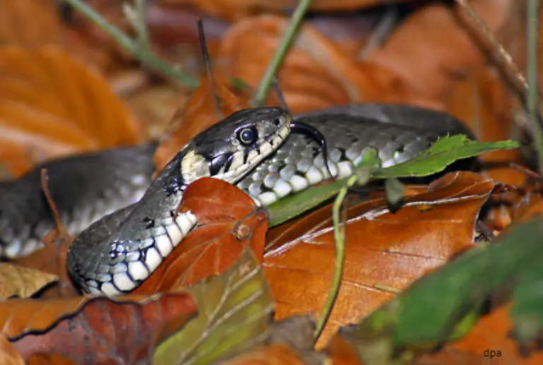 In-Deutschland-gibt-es-sowohl-Gift-als-auch-Wuergeschlangen-Allerdings-leben-bei-uns-nur-sechs-Schlangenarten-alle-vergleichsweise-harmlos-Die-meisten-von-ihnen-sind-in-ihrem-Bestand-bedroht-sodass-wir-Schlangen-hierzulande-selten-sehen