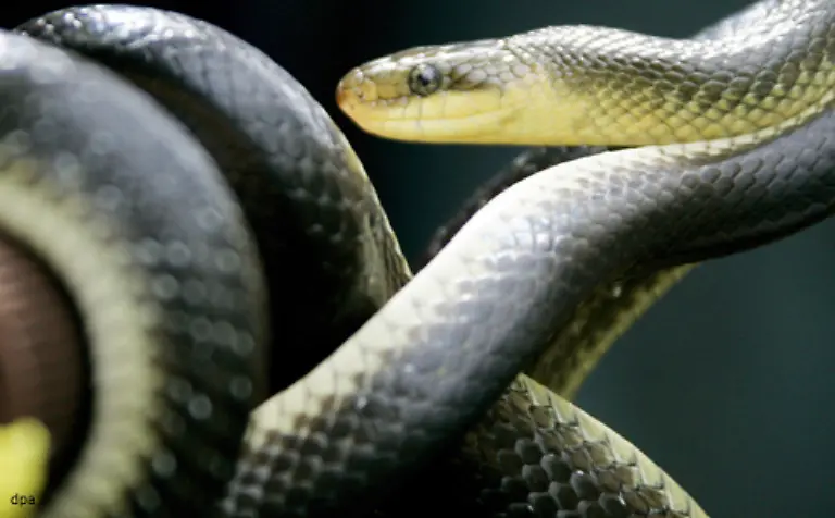 Zu-den-hiesigen-Wuergeschlangen-gehoert-die-Aeskulapnatter-die-das-Apothekenzeichen-schmueckt-Auf-der-Jagd-nach-Beute-erklimmt-sie-sogar-Baeume-Die-Aeskulapnatter-ist-mit-einer-Laenge-von-etwa-1-80-Metern-die-groesste-in-Deutschland-lebende-Schlange