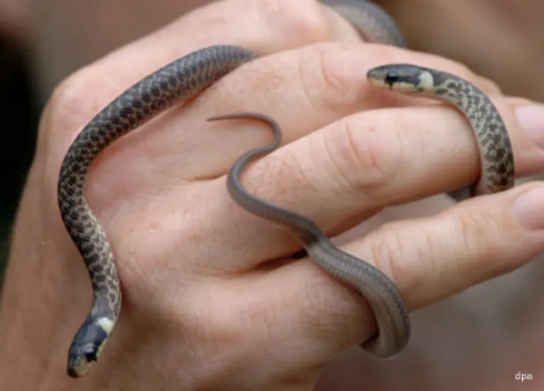 Es-gibt-sie-aber-nur-noch-in-der-Naehe-von-Passau-und-Wiesbaden
