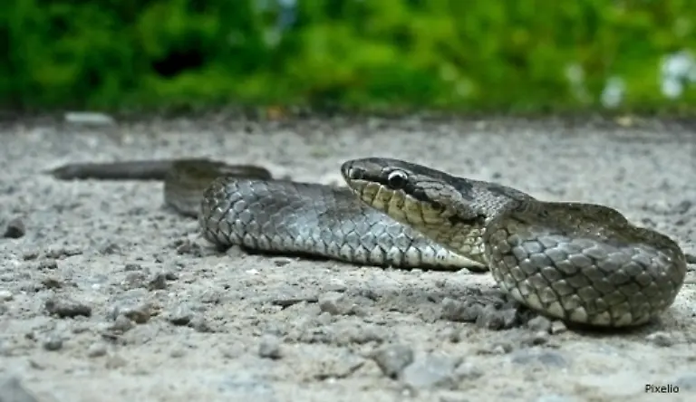 Die-kleinste-der-bei-uns-heimischen-Schlangen-ist-die-Glatt-oder-Schlingnatter-Sie-ist-nur-etwa-70-Zentimeter-lang-Im-Naturpark-Uckermaerkische-Seen-gibt-es-noch-etwa-10-Exemplare