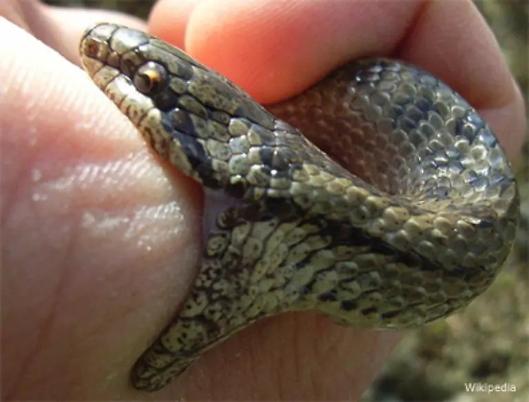 Wie-alle-Nattern-umschlingt-auch-die-Glattnatter-ihre-Opfer-Sie-frisst-Eidechsen-und-Blindschleichen-manchmal-auch-andere-junge-Schlangen-Fuer-den-Menschen-ist-ihr-Biss-ungefaehrlich