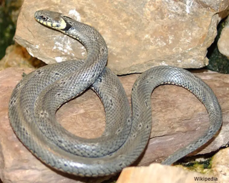 Die-haeufigste-Schlange-in-Deutschland-ist-die-Ringelnatter-Sie-taucht-oft-in-Gaerten-auf-Das-0-80-bis-1-50-Meter-lange-Tier-liebt-es-naemlich-seine-Eier-auf-Komposthaufen-abzulegen