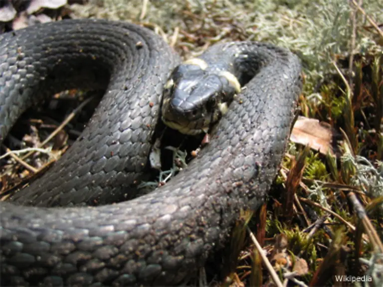 Ringelnattern-koennen-sehr-gut-schwimmen-Sie-ernaehren-sich-von-Kroeten-Salamandern-oder-Froeschen-und-fressen-die-Beute-bei-lebendigem-Leib