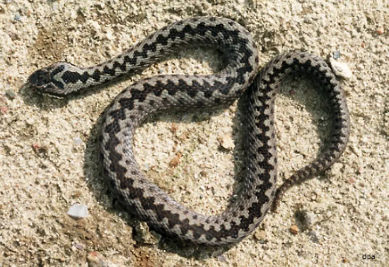 Die-einzige-weit-verbreitete-Giftschlange-in-Deutschland-ist-die-Kreuzotter-Zwar-ist-ihr-Gift-fuer-den-Menschen-meist-nicht-toedlich-doch-sollten-Sie-es-dennoch-vermeiden-sie-anzufassen