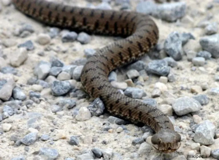 Und-dann-ist-da-noch-die-Aspisviper-Ihr-Gift-ist-staerker-als-das-der-Kreuzotter-aber-ebenfalls-fuer-einen-gesunden-Menschen-nicht-toedlich-In-Deutschland-gibt-es-nur-noch-im-Suedschwarzwald-einige-Exemplare-Aspisvipern-sind-an-ihrem-dreieckigen-Kopf-zu-erkennen
