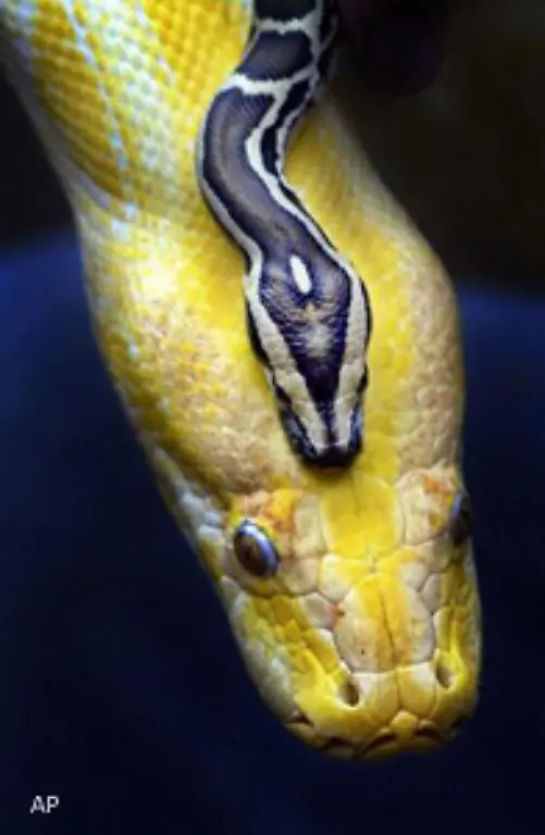 Alle-Schlangen-sind-Raubtiere-Ihr-Beutetierspektrum-wird-durch-ihre-Koerpergroesse-festgelegt-und-ist-natuerlich-von-dem-im-jeweiligen-Lebensraum-befindlichen-Nahrungsangebot-abhaengig