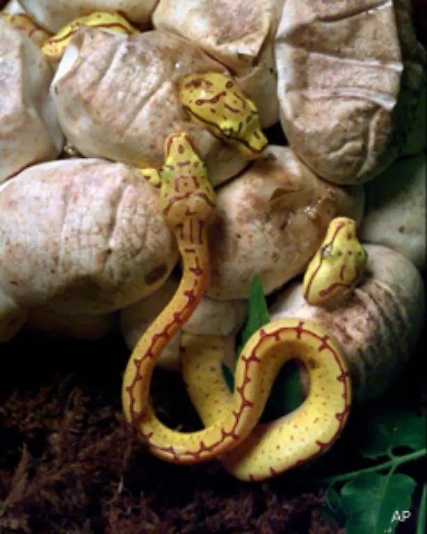 Dementsprechend-fressen-kleinere-und-juengere-Schlangen-vor-allem-Insekten