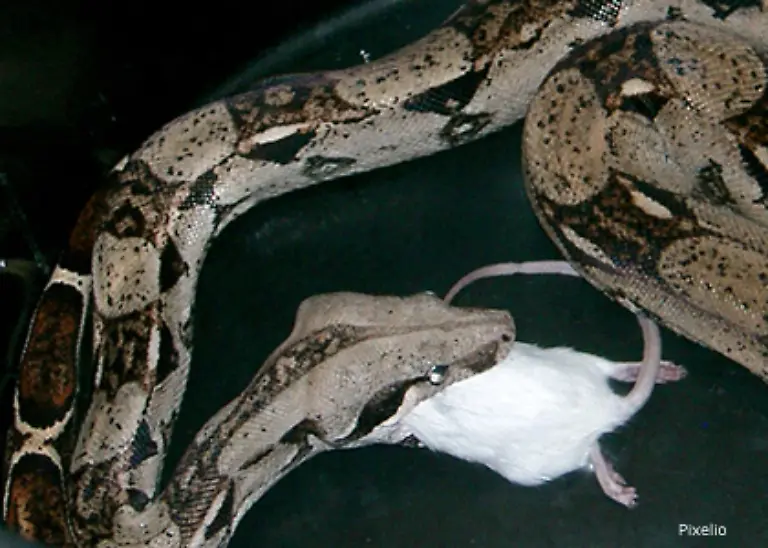 Mittelgrosse-Schlangen-verspeisen-Nagetiere