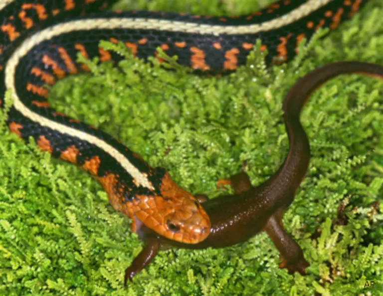 und-Eidechsen-manchmal-auch-Voegel-Eier-und-andere-Schlangen-Das-Nahrungsspektrum-grosser-in-Deutschland-nicht-vorkommender-Schlangen-umfasst-von-kaninchengrossen-Saeugern-alles-bis-hin-zu-Rehen-oder-Wildschweinen