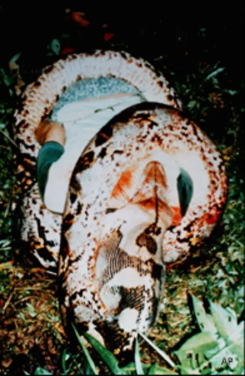 Selten-fallen-auch-Menschen-Schlangen-zum-Opfer