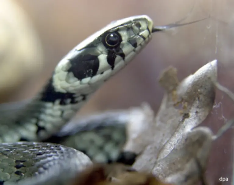 Bei-der-Jagd-ist-das-staendige-Zuengeln-der-Schlangen-von-grosser-Bedeutung-Denn-auf-den-beiden-Spitzen-ihrer-gespaltenen-Zunge-koennen-die-Tiere-gleichzeitig-unterschiedliche-Gerueche-wahrnehmen