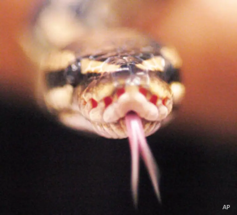 Ausserdem-orten-sie-so-ob-die-Duefte-von-rechts-oder-links-kommen-Schlangen-riechen-also-Stereo-Da-jede-Beute-eine-unverkennbare-Duftspur-hinter-sich-herzieht-ist-den-Reptilien-der-Jagderfolg-sicher