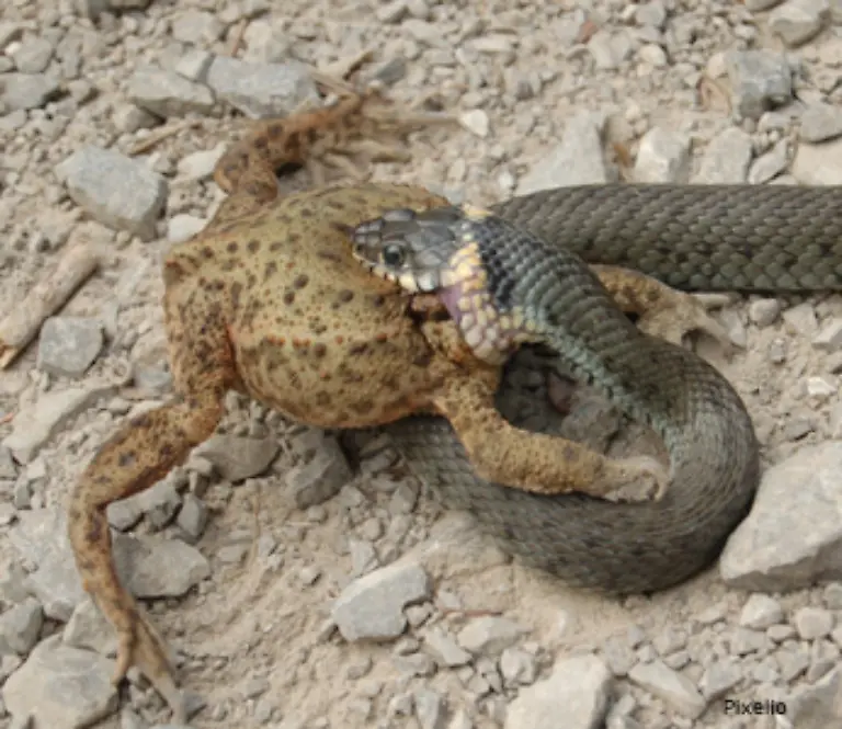 Insekten-und-andere-kleinere-Beutetiere-beispielsweise-Amphibien-werden-dann-meist-lebend-verschlungen-groessere-Opfer-werden-vor-dem-Verzehr-getoetet