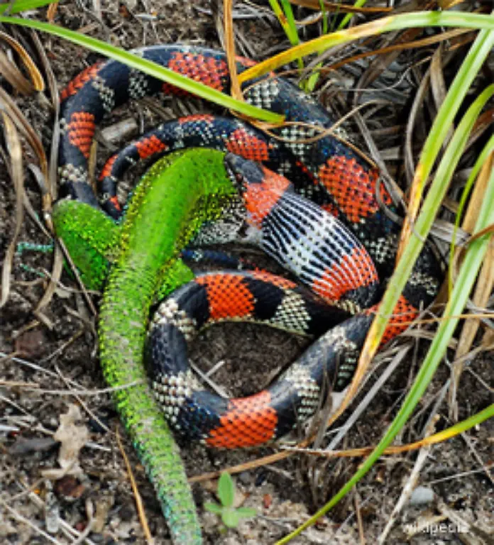 Fressen-ist-fuer-die-Schlange-Schwerstarbeit-Schon-waehrend-sie-ihre-Beute-verschlingt-beginnt-sie-heftig-zu-atmen-Herz-und-Lunge-kommen-auf-Hochtouren-Beim-Verdauen-verbraucht-die-Schlange-vierzig-Mal-mehr-Sauerstoff-als-im-Ruhezustand