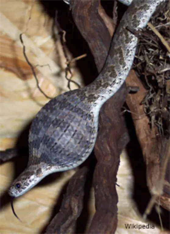Schlangen-koennen-im-Verhaeltnis-zu-ihrer-Koerpermasse-enorme-Mengen-zu-sich-nehmen-Nach-einem-grossen-Mahl-hungern-sie-oft-mehrere-Wochen-Riesenschlangen-koennen-dann-sogar-ein-Jahr-ohne-Nahrung-auskommen