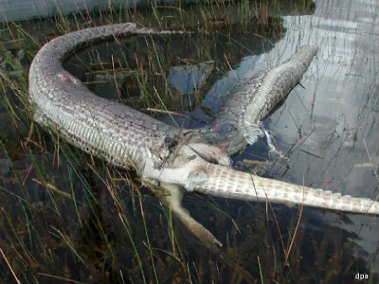 Dieser-Python-allerdings-hat-sich-mit-dem-Alligator-den-er-am-Stueck-verspeist-hat-deutlich-uebernommen-Die-Schlange-bezahlte-es-mit-dem-Leben-Zu-guter-Letzt-ist-sie-geplatzt