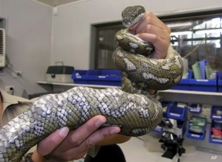 hat-es-tatsaechlich-schon-der-eine-oder-andere-Python-versucht