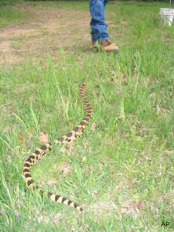 Weichen-Sie-langsam-zurueck-und-ermoeglichen-Sie-der-Schlange-die-Flucht-Von-Verteidigungsbissen-der-Reptilien-sind-auch-Menschen-immer-wieder-betroffen