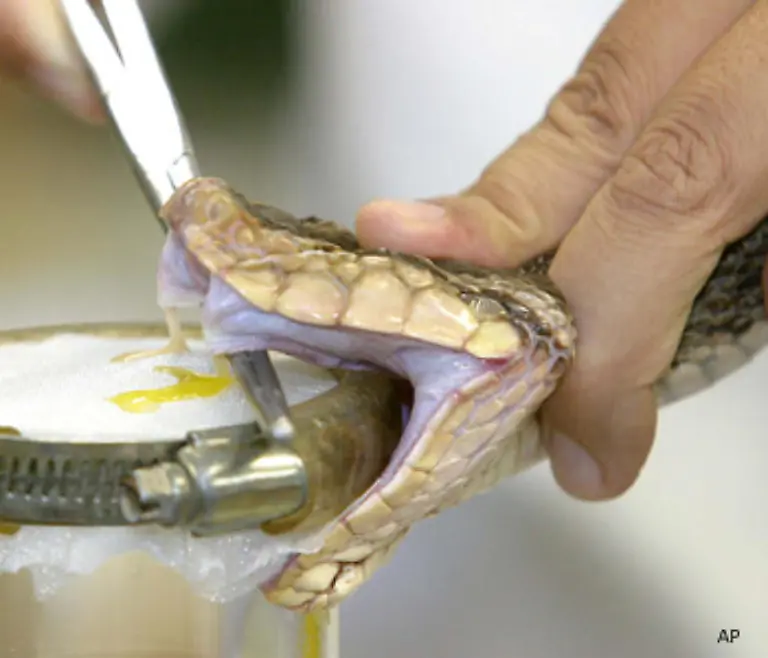 In-einem-solchen-Fall-sollten-Sie-sofort-einen-Arzt-alarmieren-Die-Chance-einen-Biss-zu-ueberleben-liegt-jedoch-bei-99-8-Prozent-Giftschlangen-belassen-es-oft-bei-einem-so-genannten-Trockenbiss-um-Serum-zu-sparen