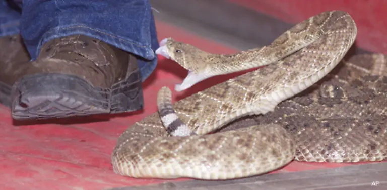 In-Gebieten-die-fuer-Giftschlangen-bekannt-sind-sollten-Sie-folgendes-beachten-Tragen-Sie-feste-Schuhe-deren-Schaft-moeglichst-weit-ueber-die-Knoechel-reicht