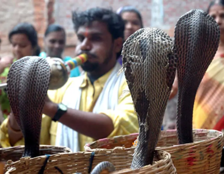 Sich-als-Schlangenbeschwoerer-zu-versuchen-ist-keine-so-gute-Idee-Was-wie-Hypnose-aussieht-ist-eigentlich-eine-Ueberreizung-der-Instinkte-einer-Schlange-Solange-sie-nicht-weiss-ob-die-schlangenaehnliche-Floete-ein-potenzieller-Sexualpartner-oder-aber