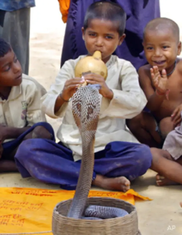 ein-Rivale-Fressfeind-oder-Angreifer-ist-verharrt-die-Schlange-ueber-laengere-Zeit-in-einem-Tanz-der-sich-an-den-Bewegungen-der-Floete-orientiert