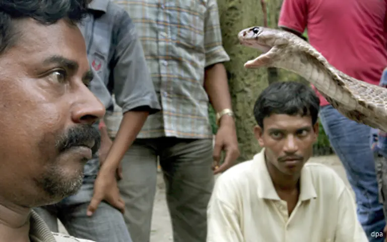 Die-Giftzaehne-werden-den-beschworenen-Schlangen-meist-gezogen