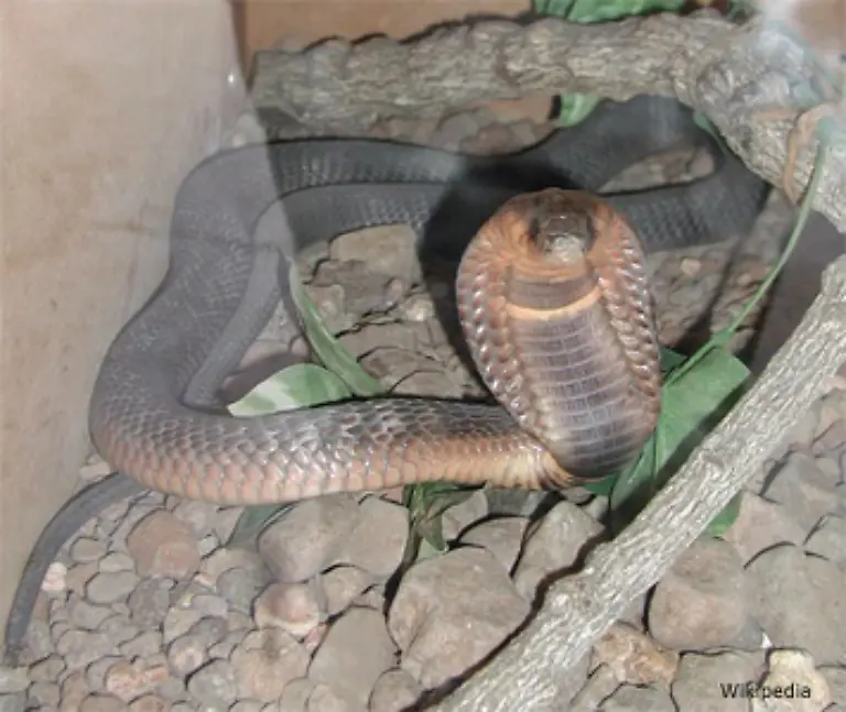 Die-Aegyptische-Kobra-auch-Uraeusschlange-genannt-galt-als-Zeichen-der-pharaonischen-Herrschaft-und-wird-von-den-Schlangenbeschwoerern-noch-heute-verehrt