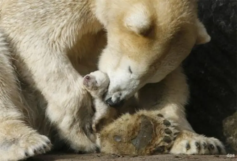 Der-Tiergarten-erntete-fuer-seine-Devise-nicht-in-die-Aufzucht-einzugreifen-harsche-Kritik-Bei-Veras-Baby-aenderte-er-seine-Position-vor-allem-deshalb-weil-dieses-Tier-eindeutig-ueberlebensfaehig-sei