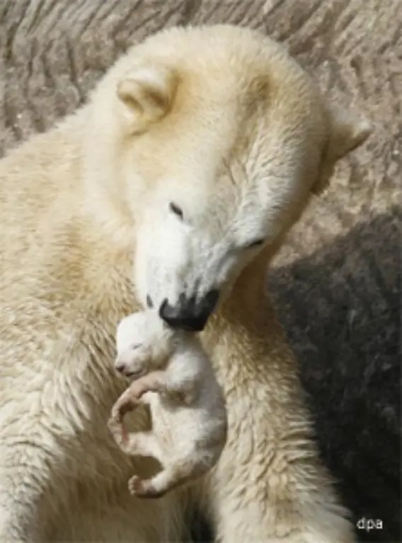 Die-Idee-von-Heinz-Wanner-der-als-Aushilfe-im-Nuernberger-Tiergarten-beschaeftigt-ist-konnte-sich-also-nicht-umsetzen-Man-sollte-sie-Knibbel-nennen-fand-Wanner-Dann-haben-wir-ein-Gegenstueck-zum-Knut-Vielleicht-so-meinte-er