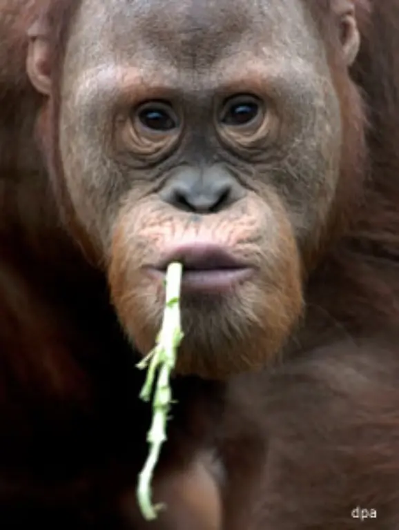 Orang-Utans-sind-auch-nur-Menschen-Waldmenschen-naemlich-Nichts-anderes-bedeutet-ihr-Name-uebersetzt