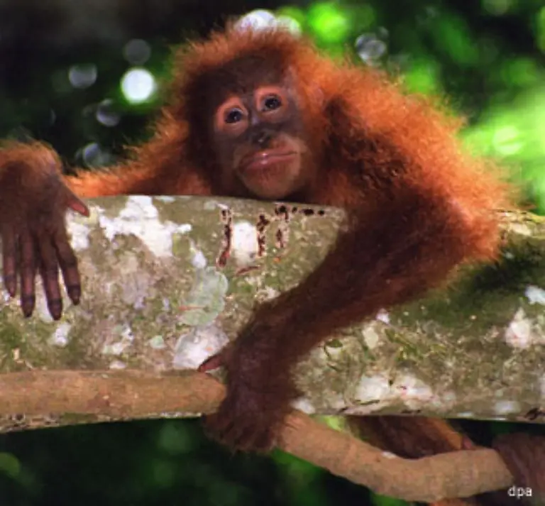 Das-sind-50-000-weniger-als-noch-vor-wenigen-Jahren