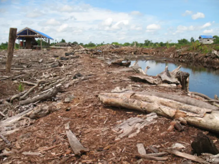 Die-Tiere-sterben-reihenweise-denn-ihre-Heimat-der-Regenwald-wird-zerstoert