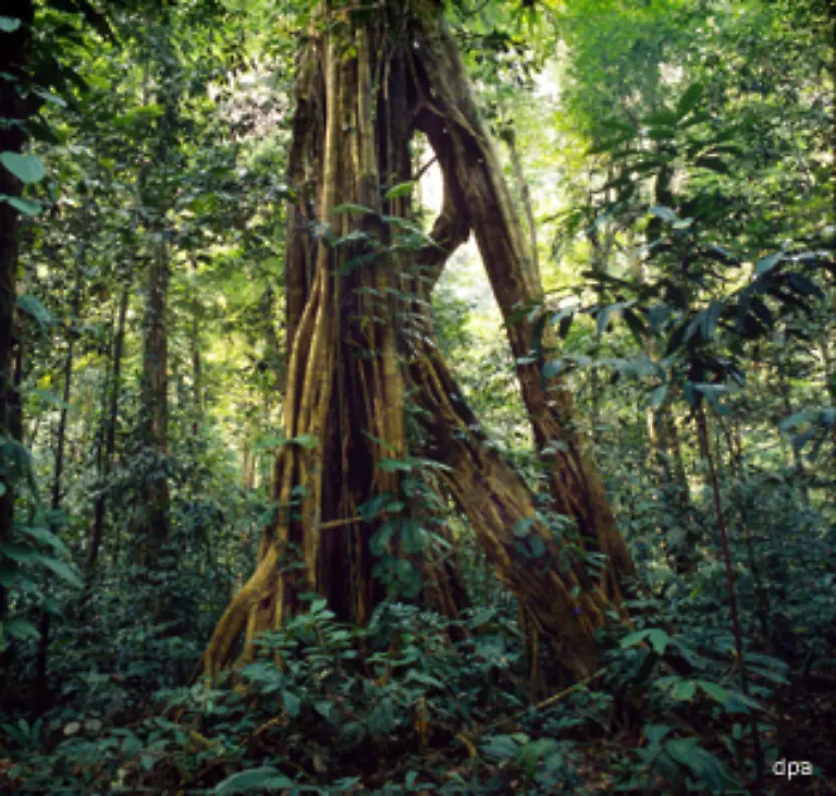 Die-indonesische-Regierung-hat-inzwischen-ein-umfangreiches-Schutzprogramm-angekuendigt-Das-war-dringend-noetig-denn