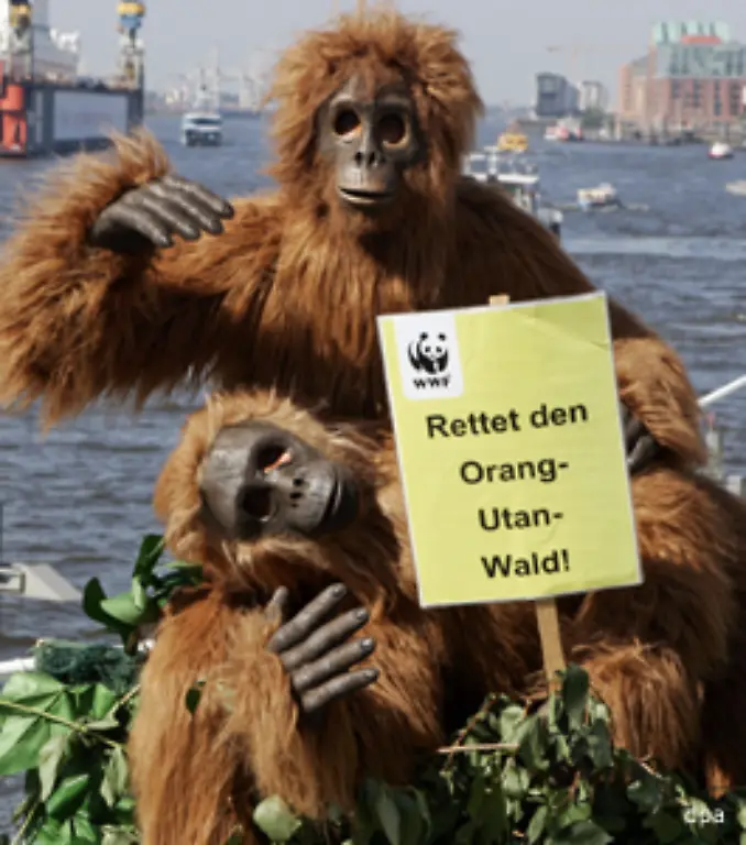 ist-Indonesien-auf-die-Hilfe-von-Partnern-angewiesen-Fuer-den-Erhalt-der-Waelder-und-die-Vermeidung-von-Emissionen-will-die-Regenwaldnation-Geld-sehen-So-engagiert-sich-auch-die-deutsche-Bundesregierung-in-Indonesien-fuer-den-Waldschutz