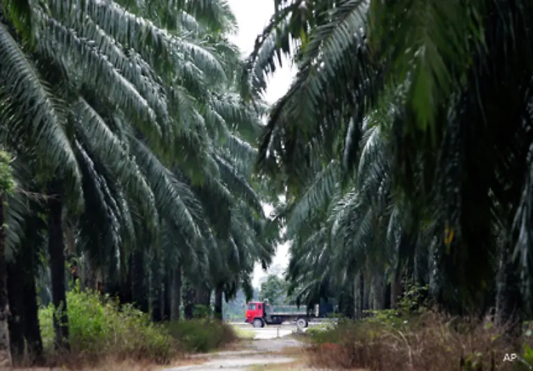 Meist-werden-die-gerodeten-Flaechen-in-Palmoelplantagen-verwandelt