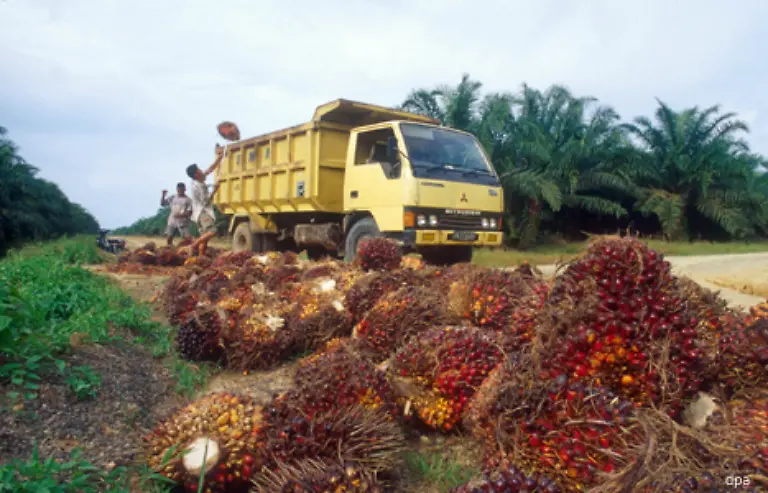 Aber-seitdem-die-EU-und-andere-Staaten-den-Biosprit-auf-Palmoel-Basis-als-Beitrag-zum-Klimaschutz-entdeckt-haben-floriert-das-Geschaeft-erst-richtig