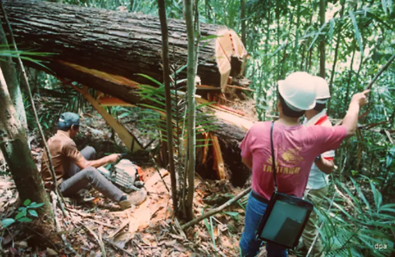 Die-Zerstoerung-der-Urwaelder-zum-Anbau-von-Oelpalmen-ist-nichts-anderes-als-Klimavandalismus-meint-Martin-Kaiser-Waldexperte-von-Greenpeace