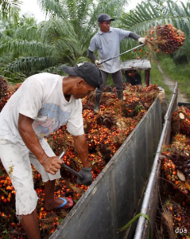 Das-Ziel-der-EU-bis-2020-einen-Anteil-von-10-Prozent-Agrokraftstoffen-am-Gesamtkraftstoffverbrauch-zu-erreichen-hat-den-Palmoel-Boom-beschleunigt