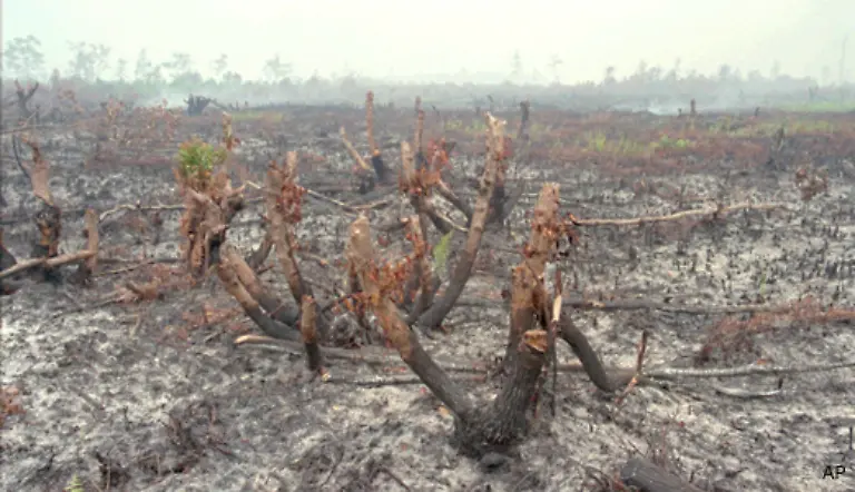Jeden-Tag-werden-allein-in-Zentral-Kalimantan-dem-indonesischen-Teil-Borneos-30-Hektar-Regenwald-abgeholzt