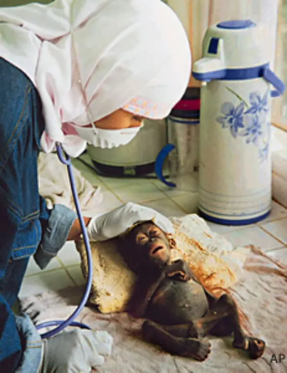 Allein-dort-kommen-jeden-Monat-50-Orang-Utans-ums-Leben