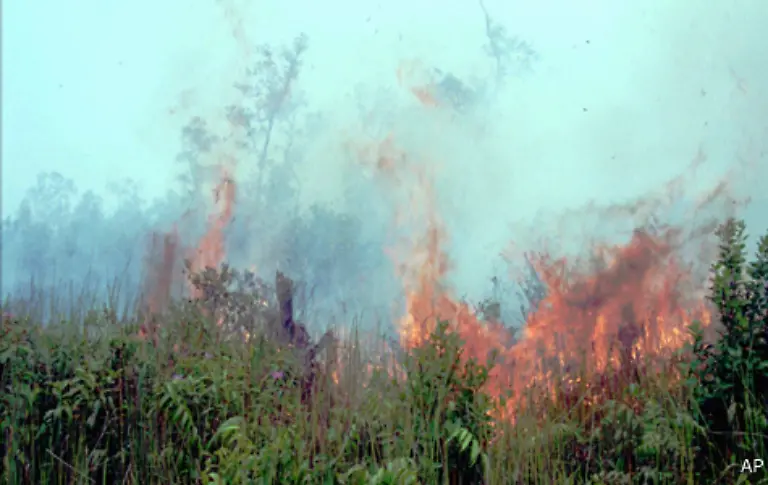 Insgesamt-werden-in-Indonesien-jaehrlich-zwei-Millionen-Hektar-kohlenstoffreicher-Torfwaelder-gerodet
