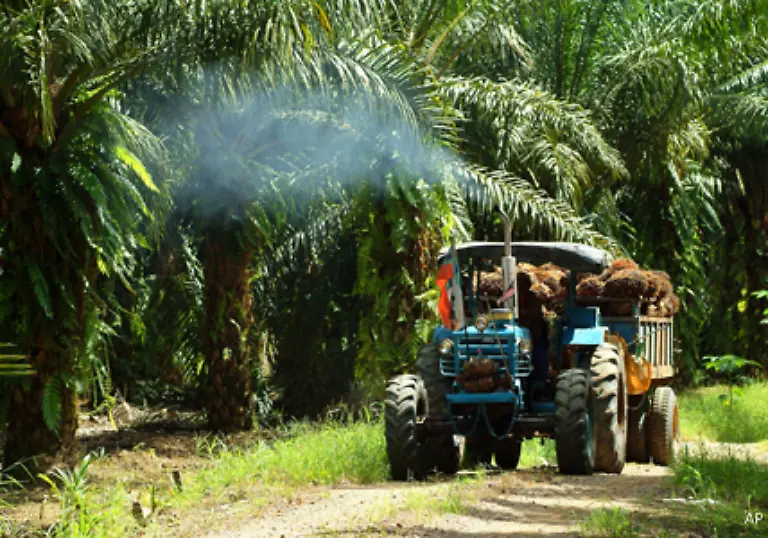 Zwischen-1995-und-2005-hat-sich-die-mit-Palmoelplantagen-bepflanzte-Landflaeche-fast-verdreifacht-in-den-vergangenen-20-Jahren-annaehernd-verzehnfacht