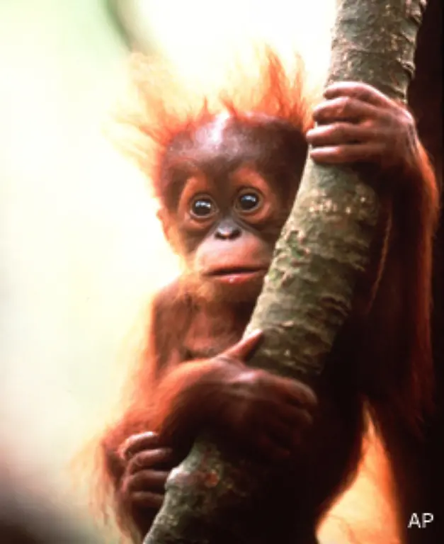 Die-Palmoelplantagen-sind-die-schlimmste-Bedrohung-fuer-die-Tiere-sagt-Lone-Nielsen-die-in-der-Naehe-von-Palangkaraya-in-Kalimantan-eine-Auffangstation-fuer-Orang-Utans-aufgebaut-hat