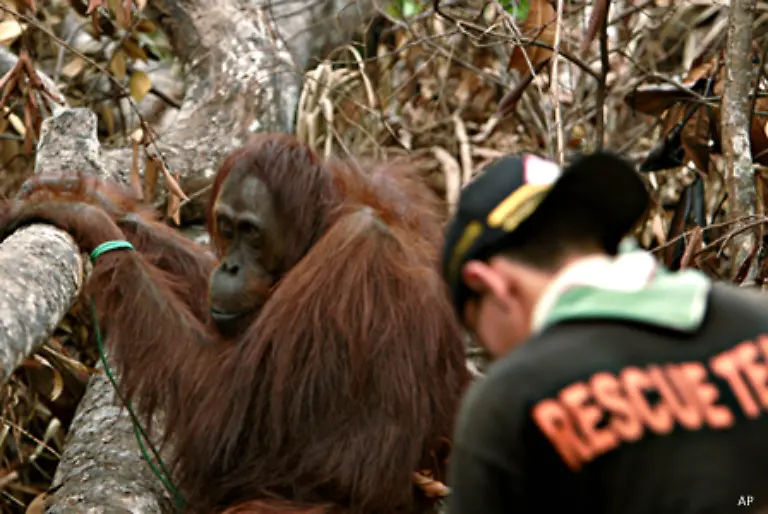 Meist-rufen-die-Plantagenwaechter-an-Wenn-die-Retter-kommen