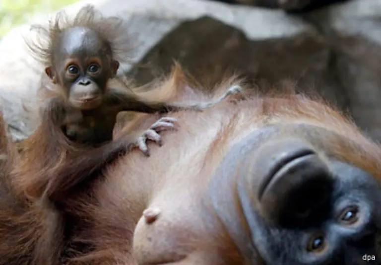 liegt-die-Orang-Utan-Mutter-oft-erschossen-zwischen-den-Oelpalmen-Orang-Utans-gelten-als-Plage