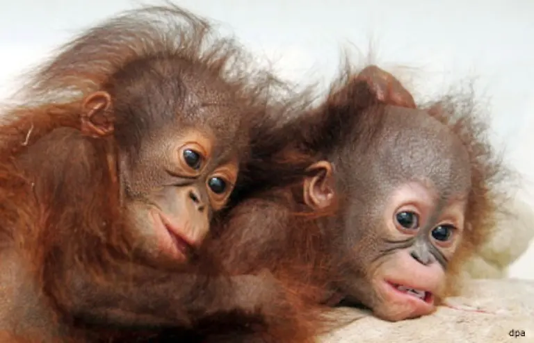 Die-grossen-Orang-Utans-werden-erschossen-bei-den-Kleinen-bringen-die-Wachen-den-Schuss-oft-nicht-uebers-Herz