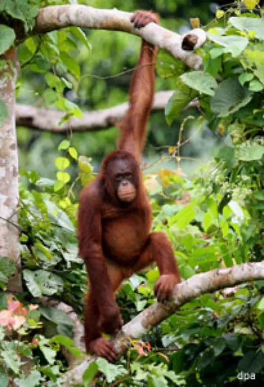 und-setzen-sie-dann-bestenfalls-wieder-in-der-Wildnis-aus